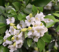 Orange Jasmine Plant in 6" Pot, Murraya paniculata, Fragrant Tropical Evergreen Shrub for Garden or Indoor Use