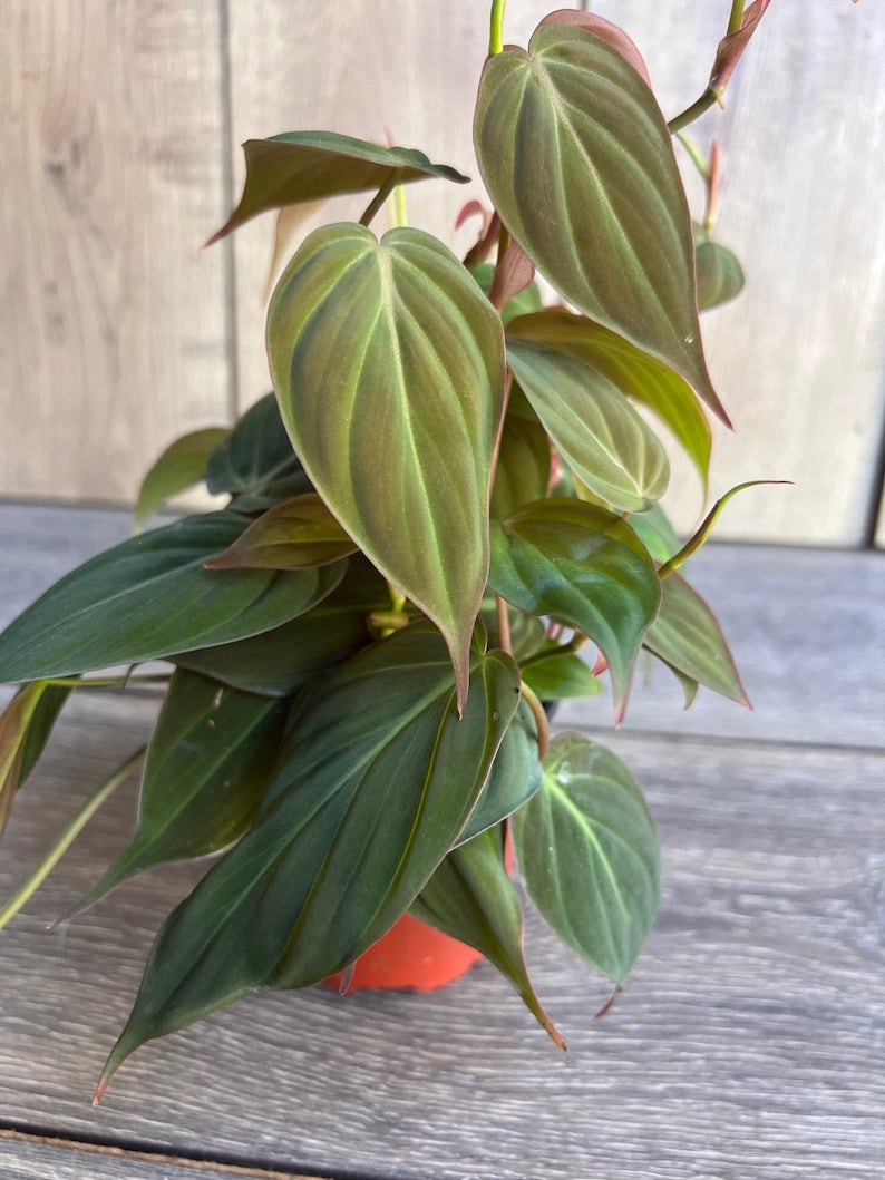 Philodendron Micans 4-Inch Pot | Velvet Heart-Shaped Leaves | Trailing Houseplant | Philodendron hederaceum var. micans