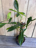 Philodendron Indoor Plant 6-Inch Pot, Tropical Greenery, Philodendron sp. MOBOT 69686