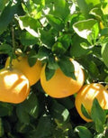 Ray Ruby Grapefruit Tree in 1/2 Gal Pot, Grafted Citrus, Sweet-Tart Fruit, Citrus × paradisi, Florida Shipping