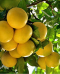 Star Ruby Grapefruit Tree 1/2 Gal Grafted Citrus paradisi Fruit Tree for Garden or Patio