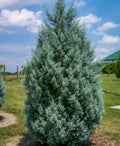Carolina Cypress Tree 4" Container - Fast Growing Evergreen Taxodium distichum for Zones 7-9, Privacy Screen & Christmas Tree