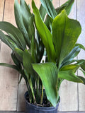 Large Cast Iron Plant in 10" Pot | Aspidistra elatior | Low Light Tolerant Indoor/Outdoor Houseplant