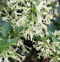 Night Blooming Jasmine Plant in 6" Pot, Cestrum nocturnum, Fragrant White-Yellow Flowers, Full Sunlight