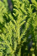 Cryptomeria Japonica 'Yoshino' Japanese Cedar 4" Container Evergreen Tree, Pyramidal, Low Maintenance