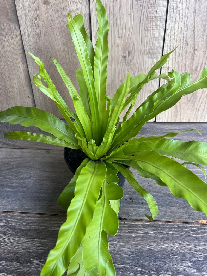 Bird Nest Fern 6" Pot - Asplenium nidus Indoor Plant, Low Light Tolerant, Easy Care Houseplant, Tropical Foliage