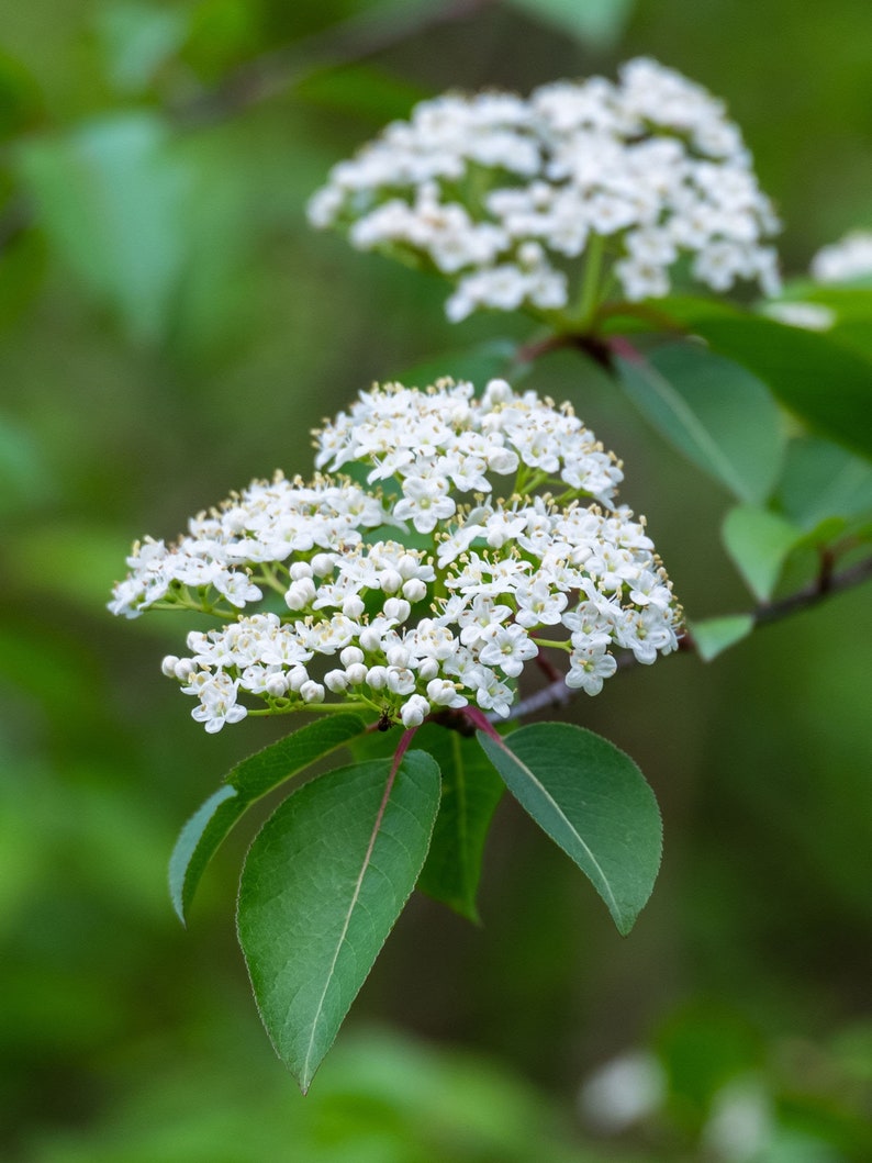 Black Haw Viburnum Plants 4-Inch Container, Viburnum prunifolium, White Flowers, Native Shrub for Zones 3-9, 6-Inch Tall