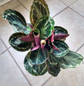 Calathea Medallion Small Rooted Plant with Free Cutting – Easy Care Indoor Houseplant – Calathea veitchiana