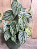 Philodendron Brandi Plant in 6" Pot, Heart-Shaped Dark Green Leaves, Silver Splashes, Philodendron Brandtianum