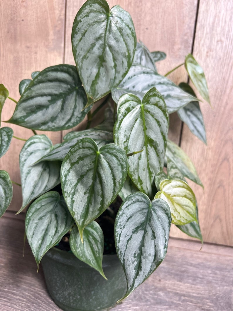 Philodendron Brandi Plant in 6" Pot, Heart-Shaped Dark Green Leaves, Silver Splashes, Philodendron Brandtianum