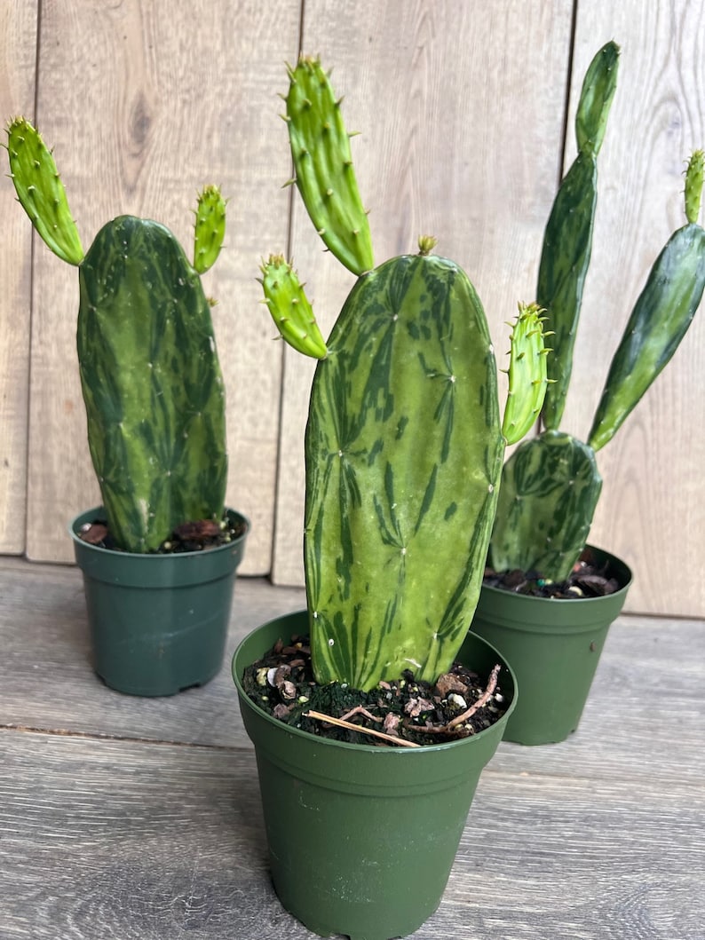Variegated Opuntia Cactus in 4" Pot | Prickly Pear Edible Plant | Opuntia ficus-indica | Indoor & Outdoor Succulent