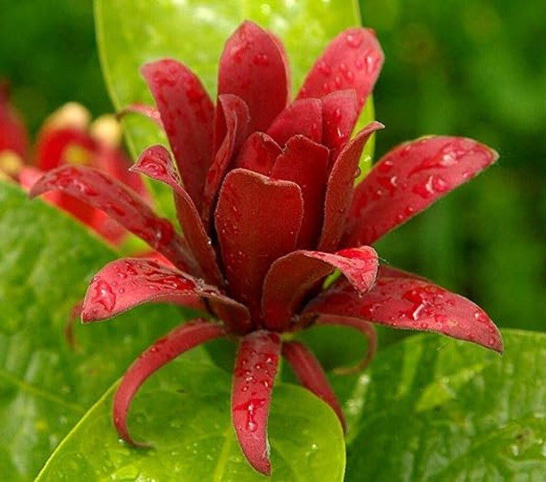 Carolina Allspice Plant 4" Container - Fragrant Maroon Flowers, Calycanthus florida, Hardy Shrub for Garden