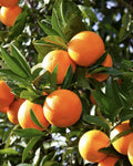 Washington Navel Orange Tree Grafted in 1/2 Gallon Pot, Citrus sinensis, Seedless, Sweet Orange for Garden or Patio