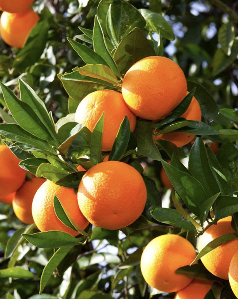 Washington Navel Orange Tree Grafted in 1/2 Gallon Pot, Citrus sinensis, Seedless, Sweet Orange for Garden or Patio