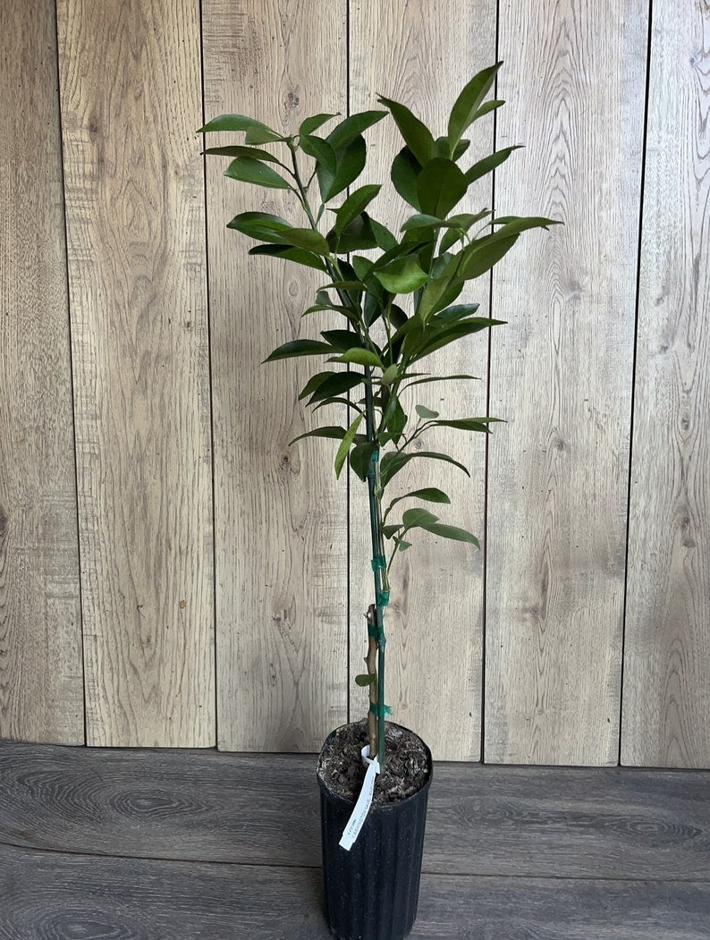 Washington Navel Orange Tree - 1/2 Gallon Grafted Citrus sinensis for Florida Gardens