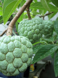 Sugar Apple Plant in 1/2 Gallon Pot, Annona Squamosa, Sweet Custard Fruit Tree for Garden or Container Planting