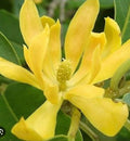 Yellow Magnolia Champaca Plant in 4" Pot | Fragrant Golden Flowers | Michelia champaca | Tropical Evergreen Tree