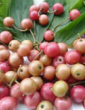 Jamaican Cherry Plant in 10” Pot, Muntingia calabura, Tropical Strawberry Tree, Fast Growing Fruit Tree for Garden & Patio