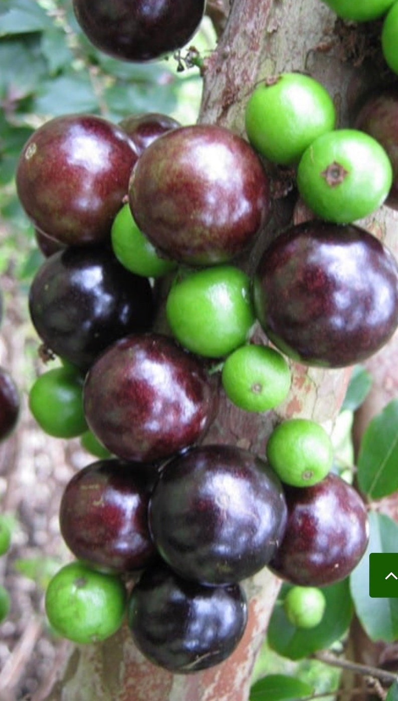 Dwarf Red Jaboticaba Fruit Tree in 4" Pot, Myrciaria cauliflora, Tropical Indoor Bonsai Plant, Exotic Fruit Tree