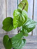 Betel Leaf Plant in 4" Pot, Piper Betel, Edible Vine for Culinary & Traditional Remedies