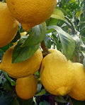 Ponderosa Lemon Tree 1/2 Gallon Grafted Citrus Citrus × limon 'Ponderosa' Indoor Outdoor