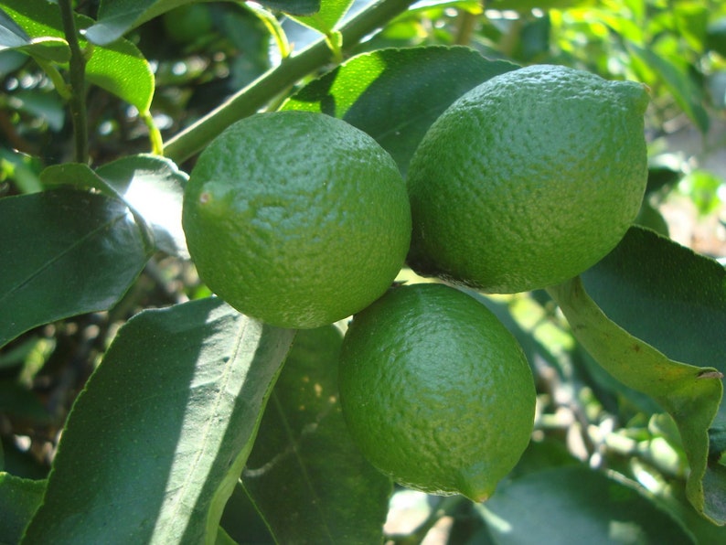 Persian Lime Tree 1/2 Gallon Pot Grafted Citrus x Latifolia Bearss Lime for Container Gardening