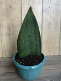 Sansevieria Whale Fin Snake Plant in 8" Pot, Sansevieria masoniana, Indoor Air Purifying Houseplant, Easy Care Succulent