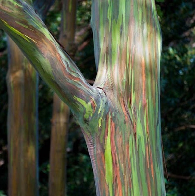 Rainbow Eucalyptus Tree in Half Gallon Pot, Colorful Deglupta Variety, Indoor/Outdoor Eucalyptus deglupta