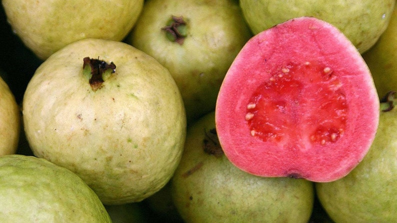 Guava Plant in 6-Inch Pot | Ruby Supreme Psidium guajava Tropical Edible Landscape Tree