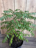 Curry Leaf Plant in 10" Pot – Murraya Koenigii – Aromatic Culinary Herb for Indoor & Outdoor Gardening