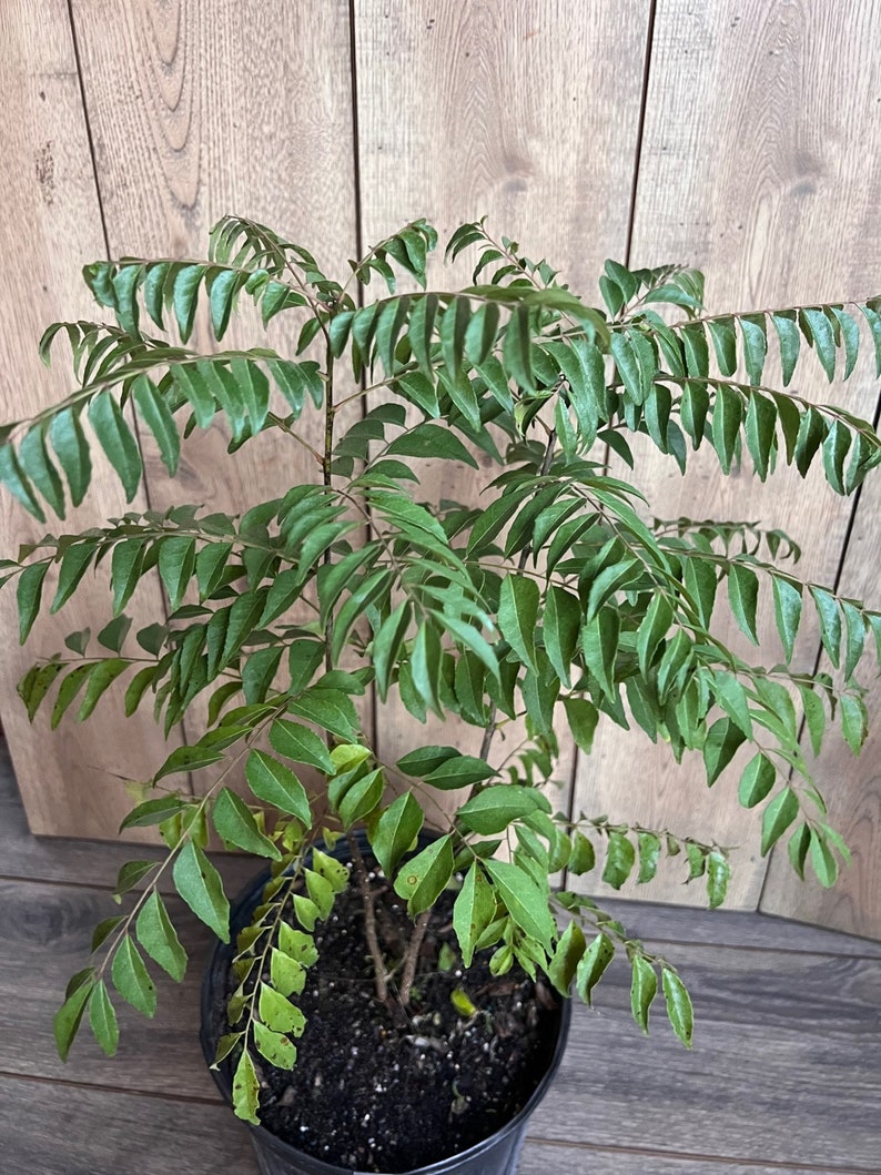 Curry Leaf Plant in 10" Pot – Murraya Koenigii – Aromatic Culinary Herb for Indoor & Outdoor Gardening