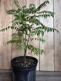 Curry Leaf Plant in 10" Pot | Murraya Koenigii | Aromatic Culinary Herb | Evergreen Indoor/Outdoor Herb