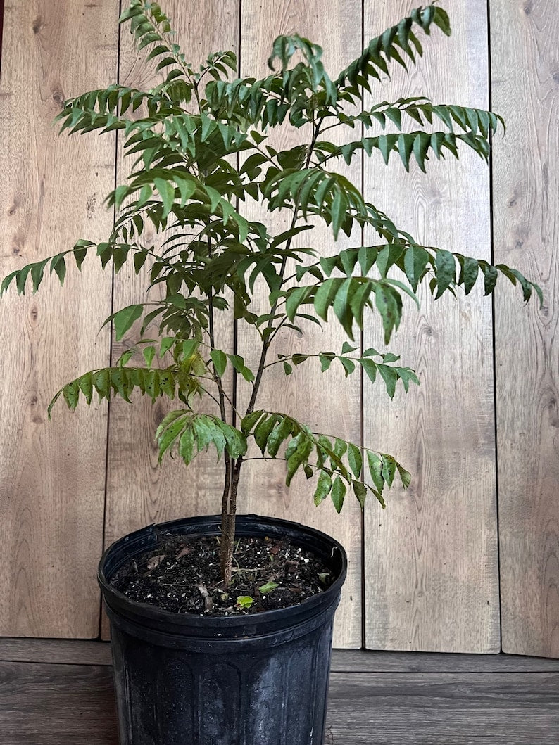 Curry Leaf Plant in 10" Pot | Murraya Koenigii | Aromatic Culinary Herb | Evergreen Indoor/Outdoor Herb