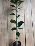 Grafted Shiranui Dekopon Mandarin Orange Tree - Half Gallon Pot, Seedless Citrus, Citrus reticulata, Florida Shipping