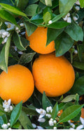 Glen Navel Orange Tree Grafted in 1/2-Gallon Pot Citrus sinensis Florida Shipping