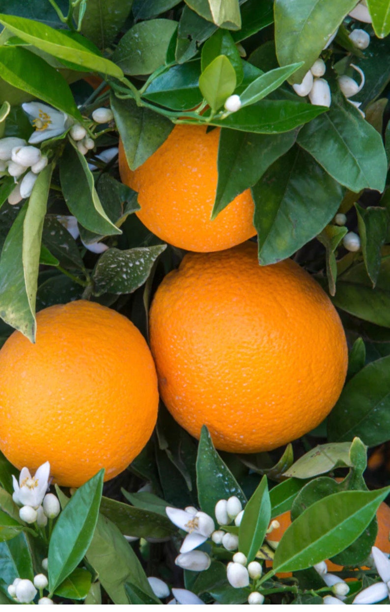 Glen Navel Orange Tree Grafted in 1/2-Gallon Pot Citrus sinensis Florida Shipping