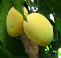 Grafted Alphonso Mango Tree in 3-Gallon Pot | Mangifera Indica | Tropical Fruit Tree for Garden & Container