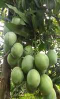 Ice Cream Mango Tree in 3-Gallon Pot, Grafted Tropical Mango for Container Growing, Sweet Flavor, Mangifera indica