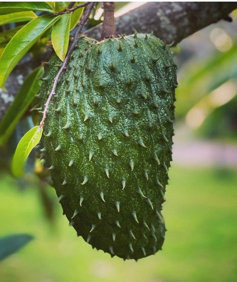 Soursop Tree in Half Gallon Pot, Annona muricata, Tropical Fruit Plant, Guanabana, Sirsak, Container Garden