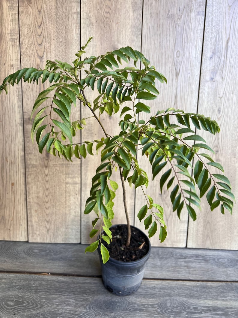 Curry Leaf Plant in 6" Pot | Aromatic Culinary Herb | Murraya koenigii | Indoor & Garden Use