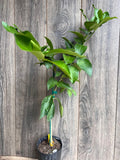 Ponderosa Lemon Tree in 1/2 Gallon Pot, Grafted Citrus, American Wonder Lemon, Citrus × limon, Florida Shipping