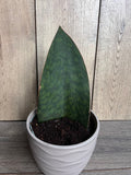 Sansevieria Whale Fin Snake Plant in 6" Pot - Sansevieria masoniana Indoor Ornamental Succulent