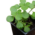 Organic Vicks Plant in 2.5-Inch Pot | Plectranthus tomentosa Indoor Herb | Naturally Grown, Chemical-Free