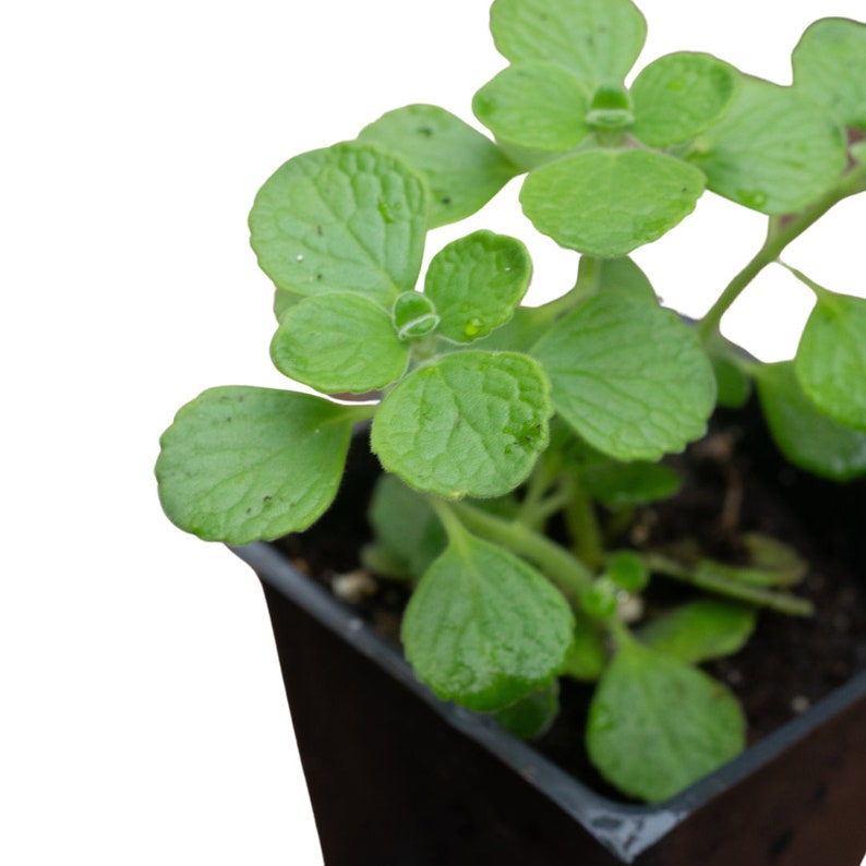 Organic Vicks Plant in 2.5-Inch Pot | Plectranthus tomentosa Indoor Herb | Naturally Grown, Chemical-Free