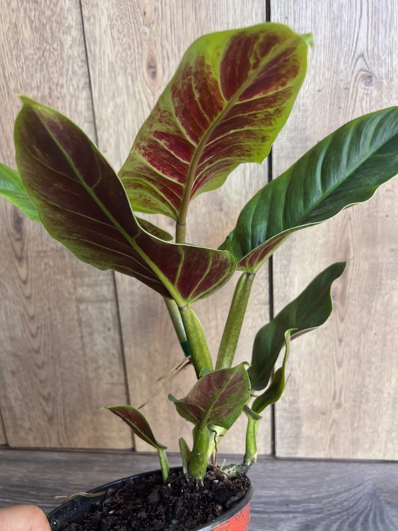 Philodendron Subhastatum Plant in 6" Pot, Rare Tropical Climber with Red Underside Leaves, Indoor Houseplant, Araceae Family