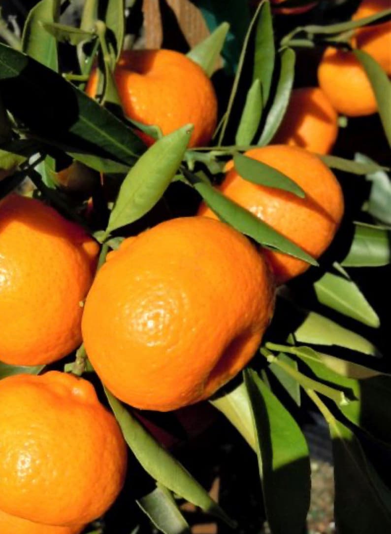 Grafted Kishu Mandarin Tree - Seedless Tangerine - Citrus reticulata - Half Gallon Pot - Indoor/Outdoor Fruit Tree