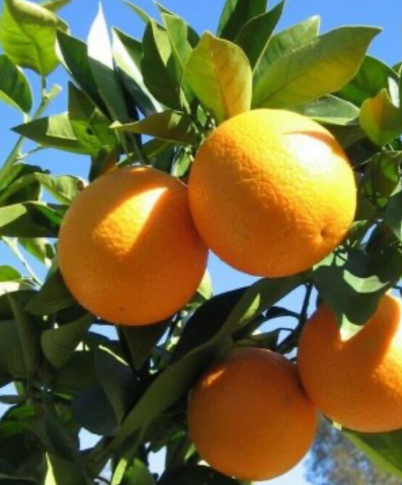 Valencia Orange Tree Grafted Citrus sinensis in Half Gallon Pot, Juicy Fruit for Container or Ground Planting