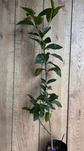 Valencia Orange Tree, Grafted Citrus sinensis, 1/2 Gallon Pot, Juicy Oranges, Florida Shipping Only