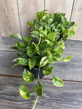 Lemon Meringue Pothos Plant in 6" Pot, Variegated Epipremnum aureum, Indoor Houseplant, Bright Yellow Green Leaves