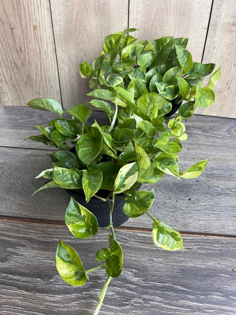 Lemon Meringue Pothos Plant in 6" Pot, Variegated Epipremnum aureum, Indoor Houseplant, Bright Yellow Green Leaves